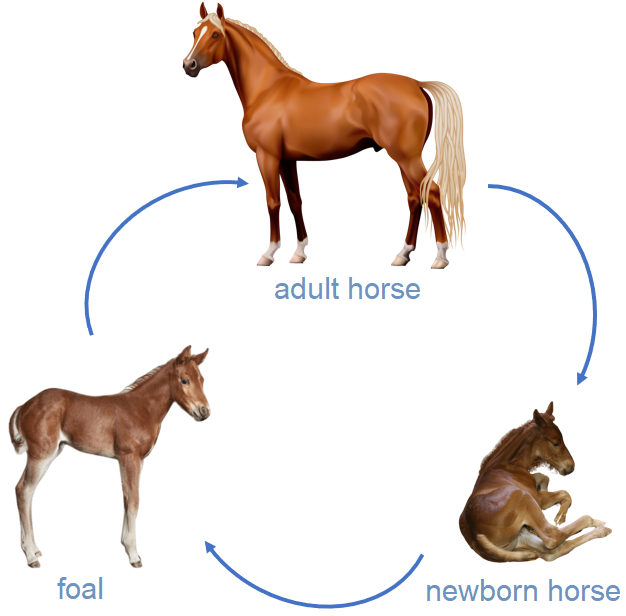 life cycle of a horse life cycle of a horse